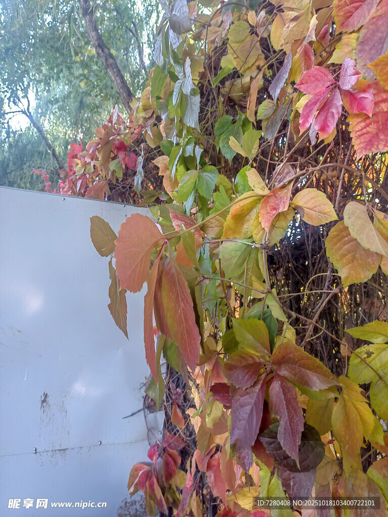 秋日爬山虎多彩叶片