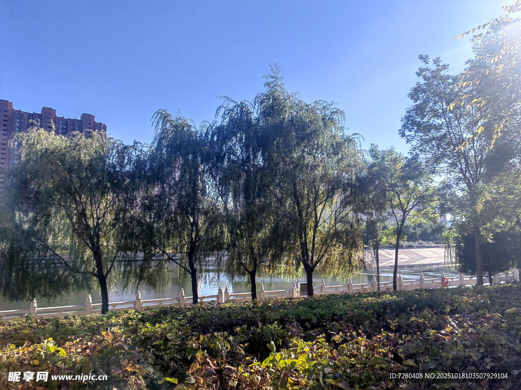 河畔绿树成荫的美丽景致