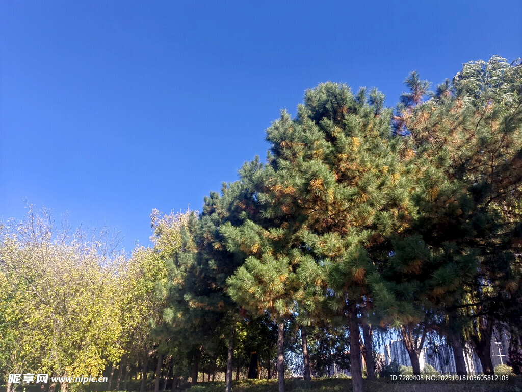 蓝天绿树风景如画