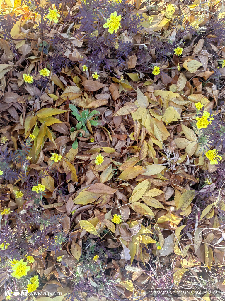 地面散落黄叶与小黄花