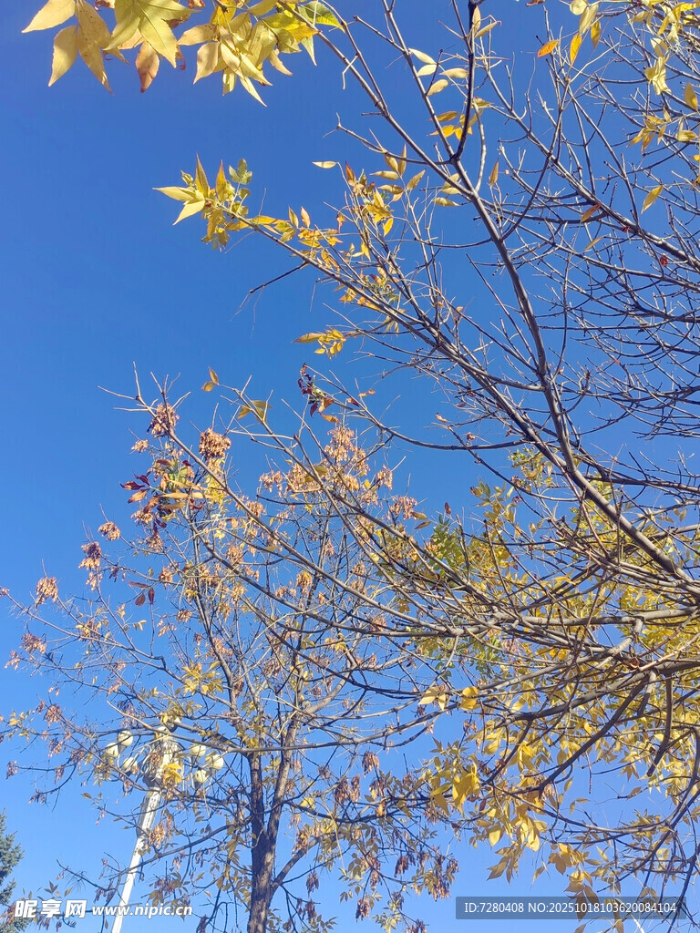 秋日蓝天树枝黄叶美景