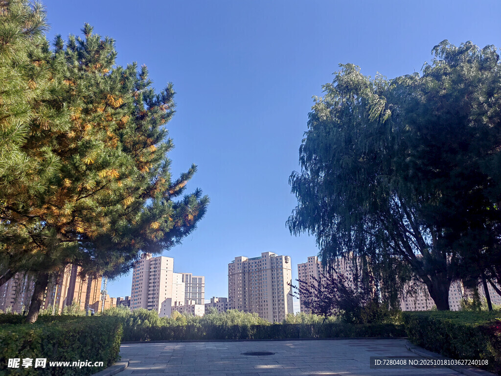 城市林荫道
