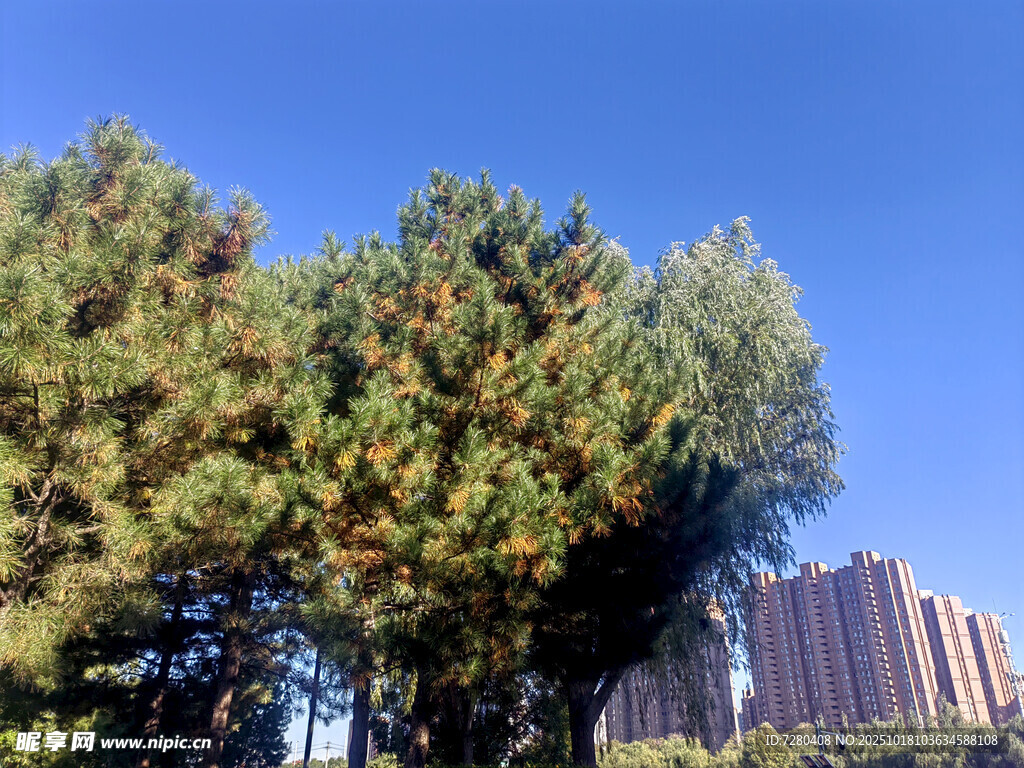 城市中葱郁的松树景观