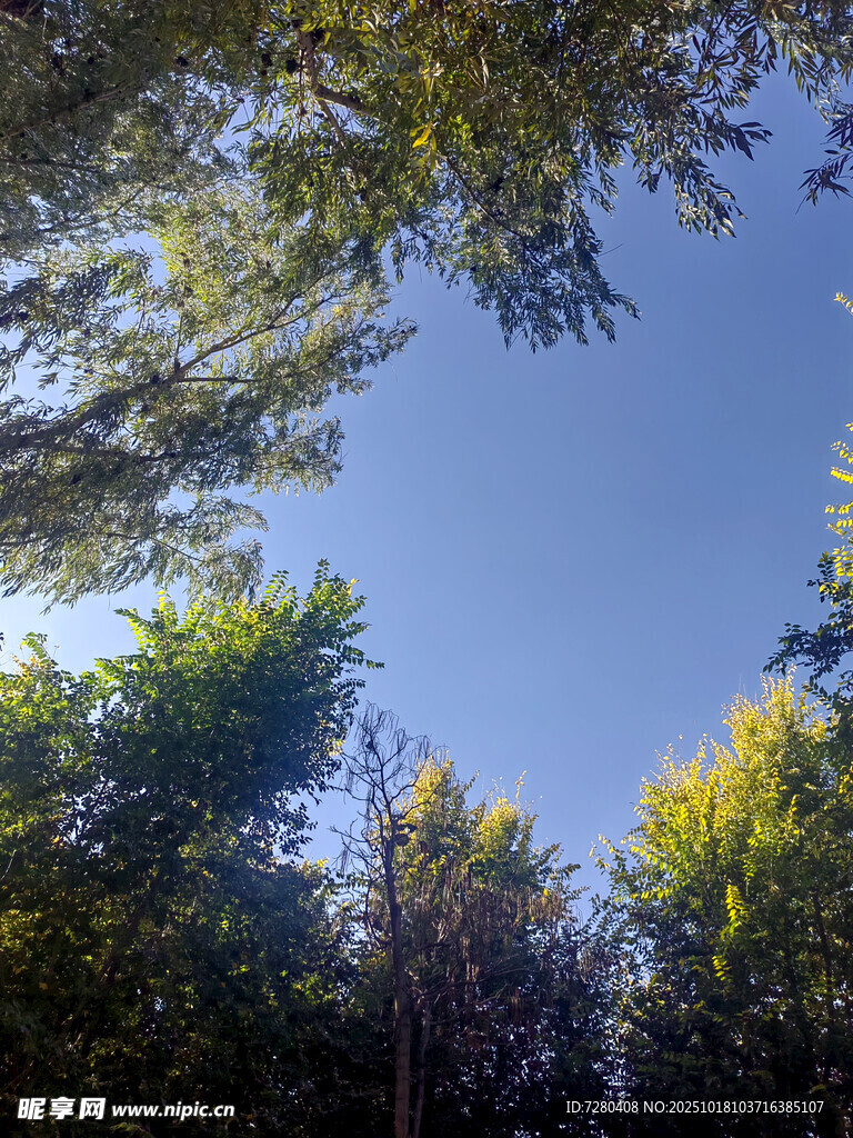 仰望蓝天绿树的自然景致