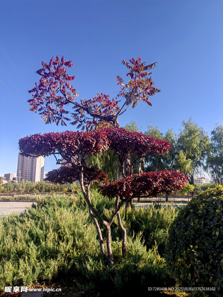 城市中造型独特的红枫树