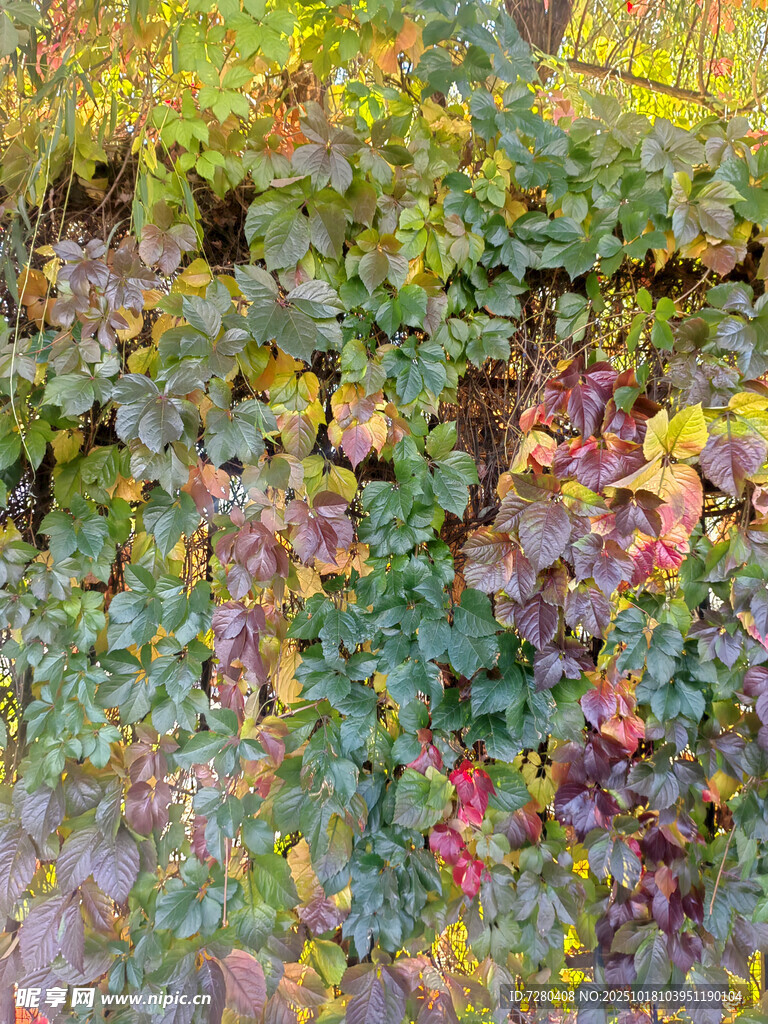 秋日多彩爬墙植物景观