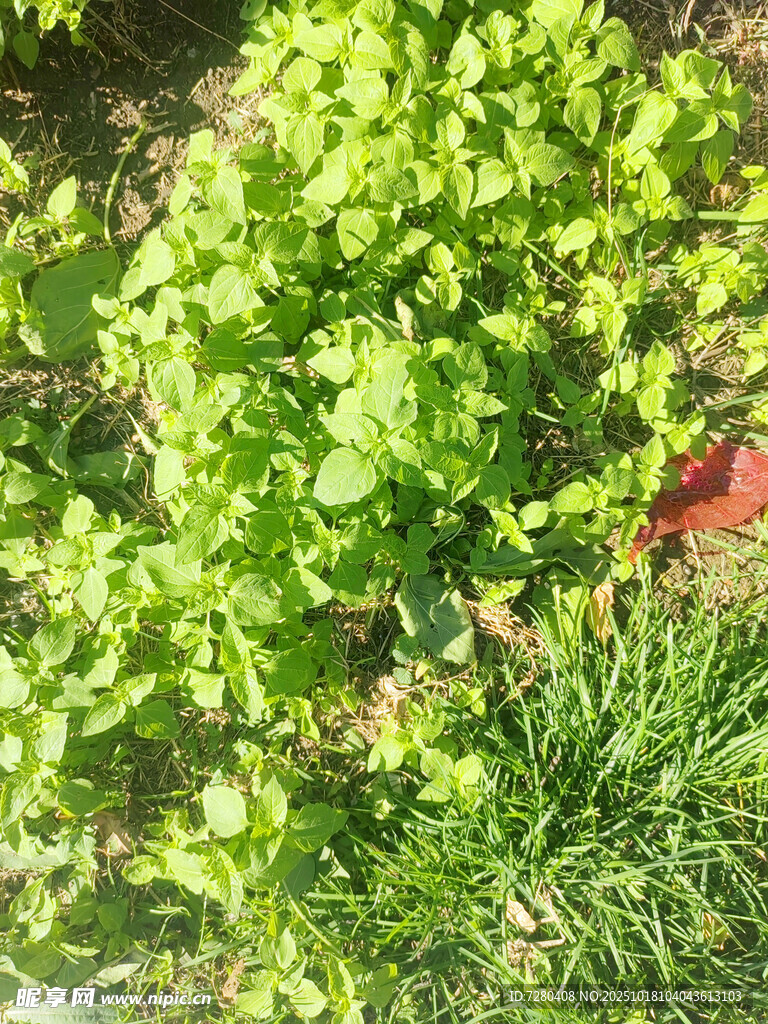嫩绿生机盎然的植物景观