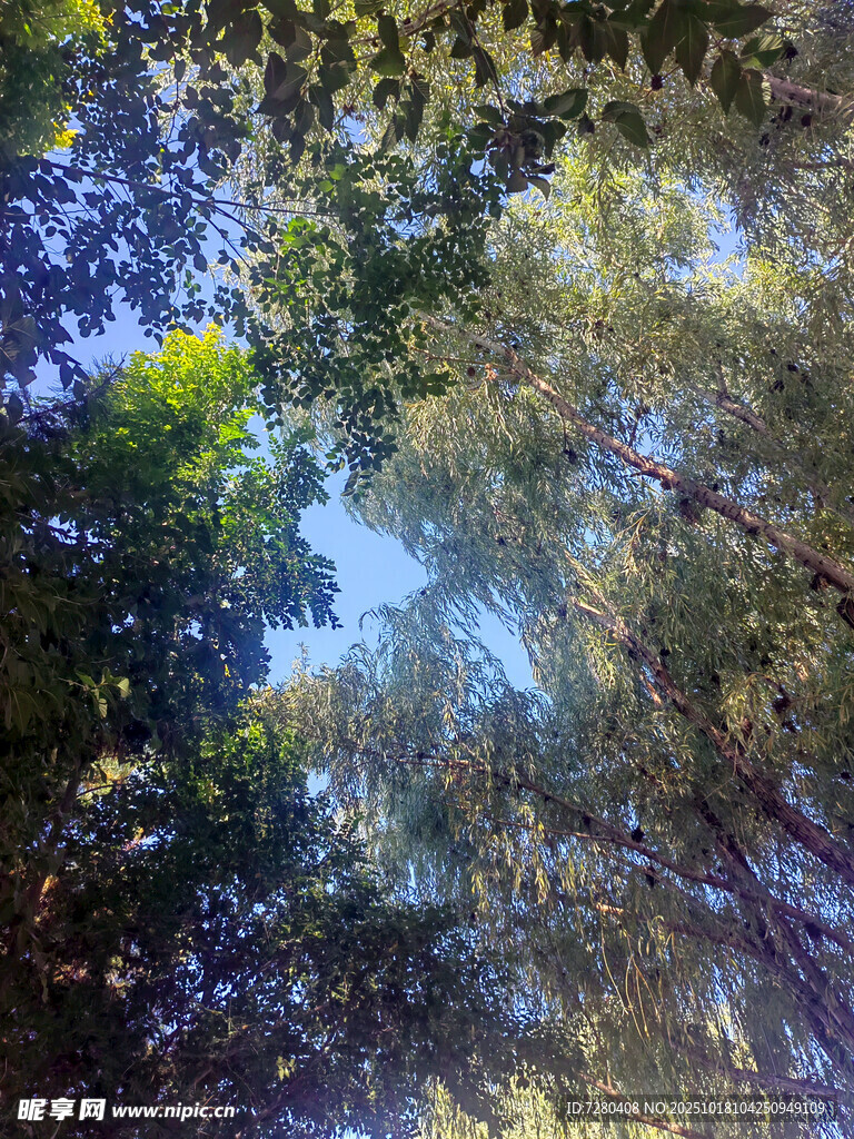 仰视茂密树林树冠景象