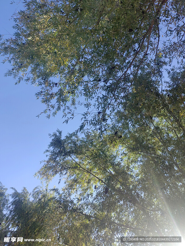 阳光透过枝叶的清新景象