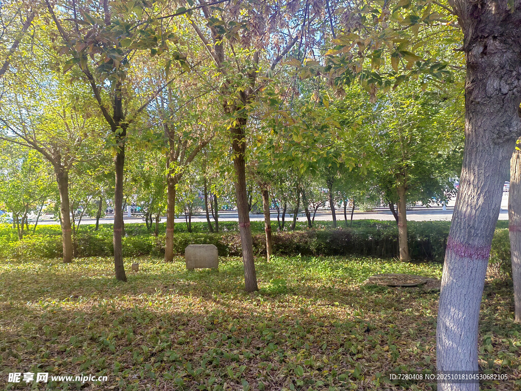 秋日林间草地风景
