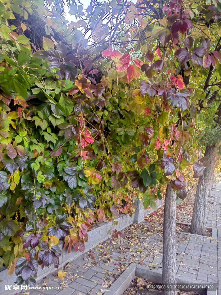 秋日藤蔓缠绕的古朴景象