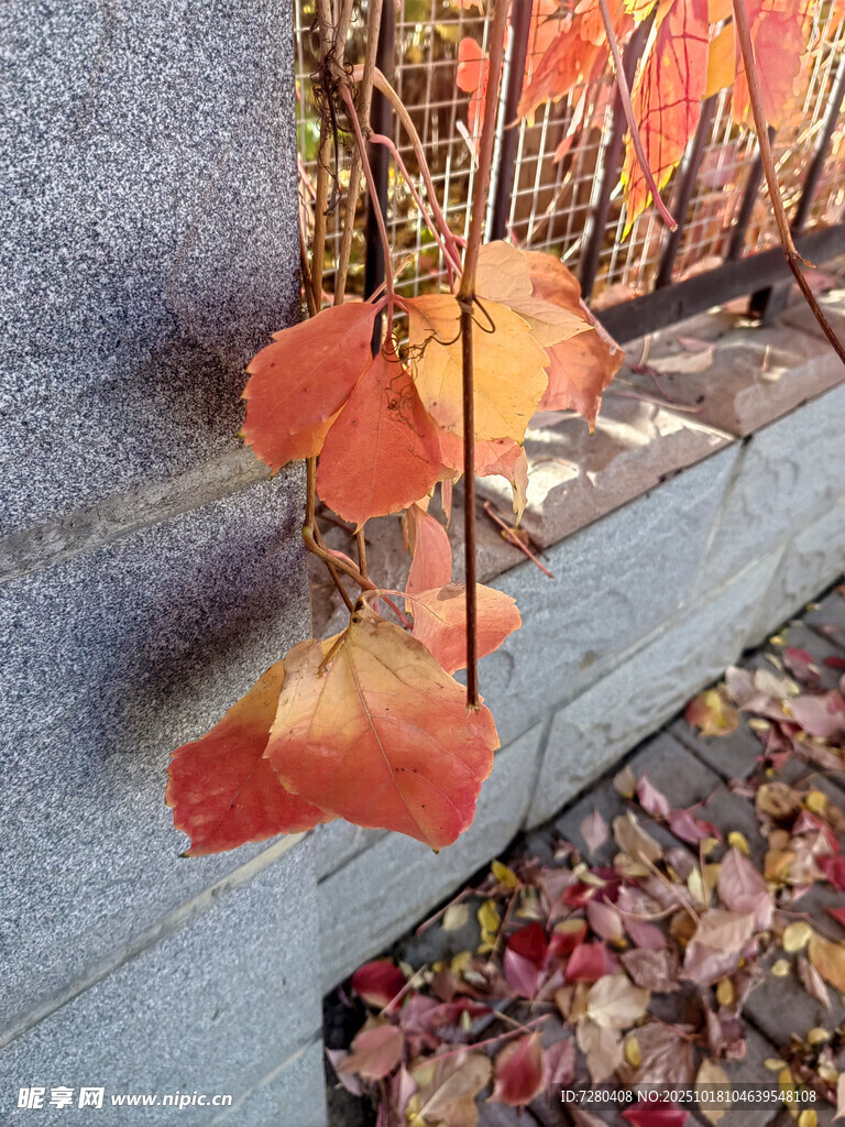 墙边秋叶静美