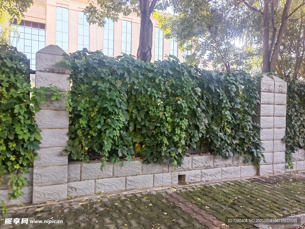 爬满绿植的石砌围墙