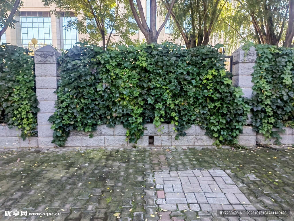 藤蔓覆盖的石墙与庭院