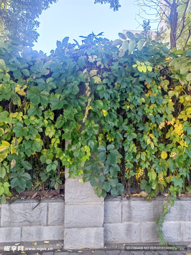 爬满绿植的石墙景观
