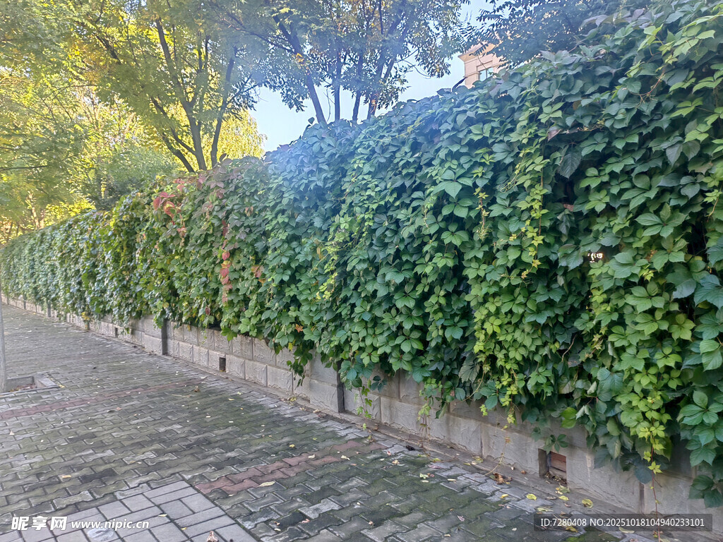 绿荫藤蔓覆盖的幽静小道