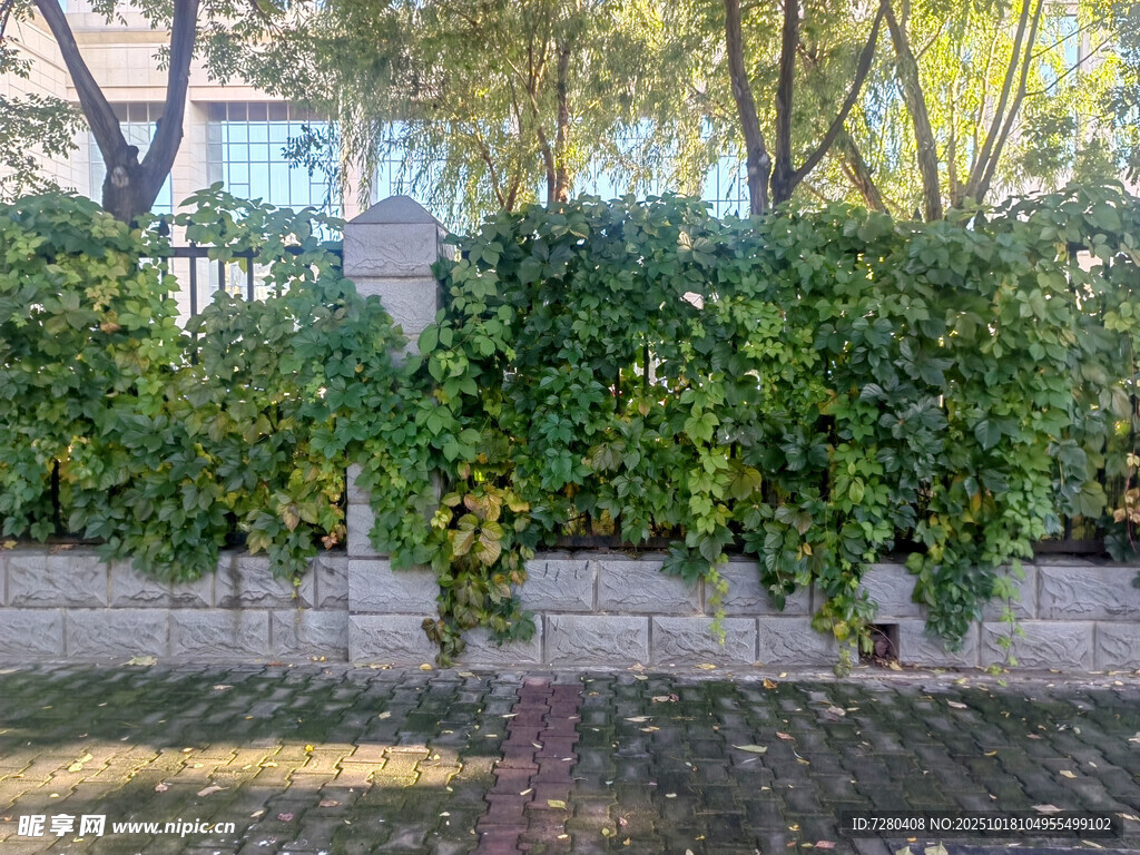 墙边繁茂绿植景观