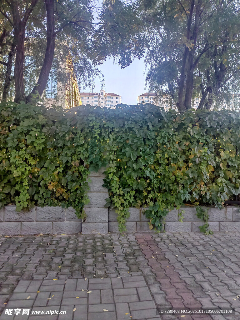 庭院绿植景观