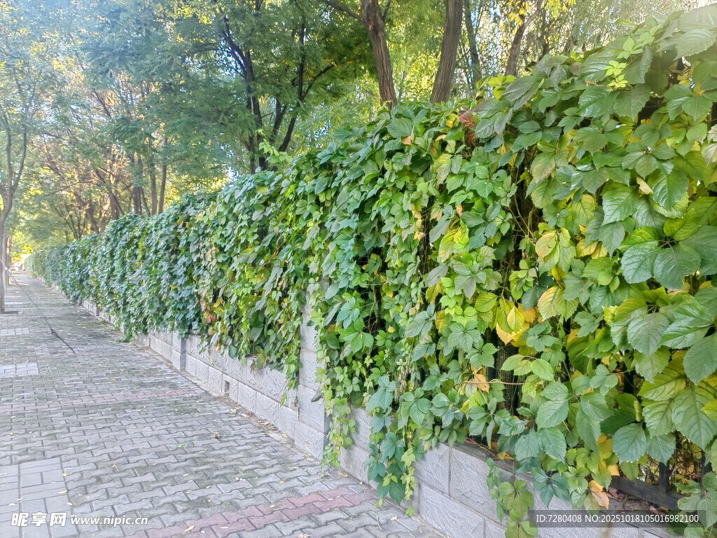 藤蔓覆盖的石墙小路