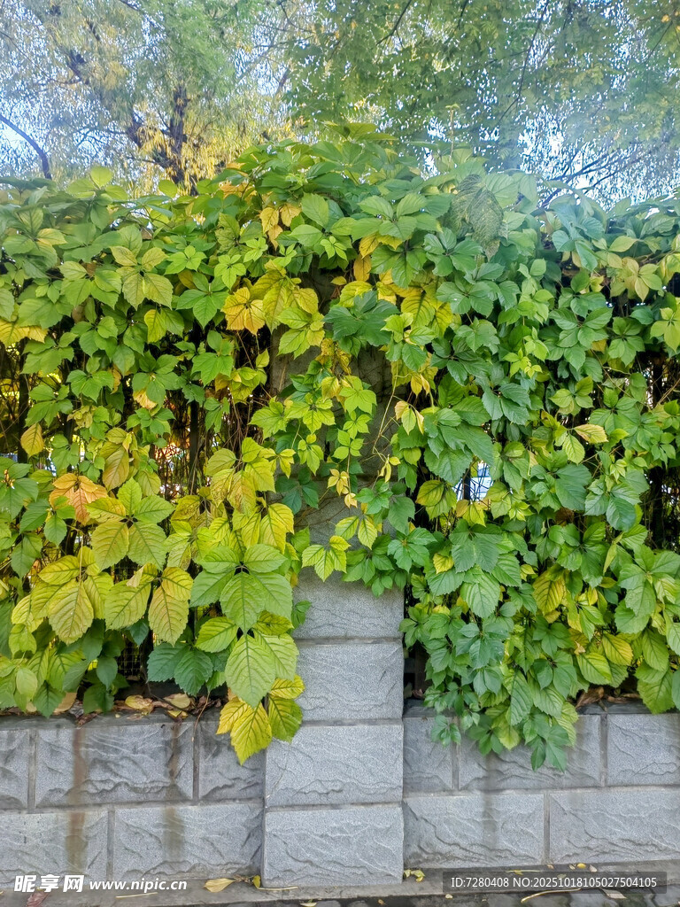 爬满绿植的古朴砖墙
