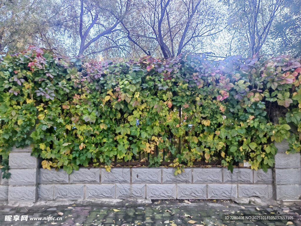 爬满绿植的石墙景观