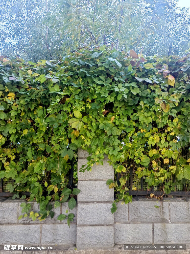 爬满绿植的砖墙美景