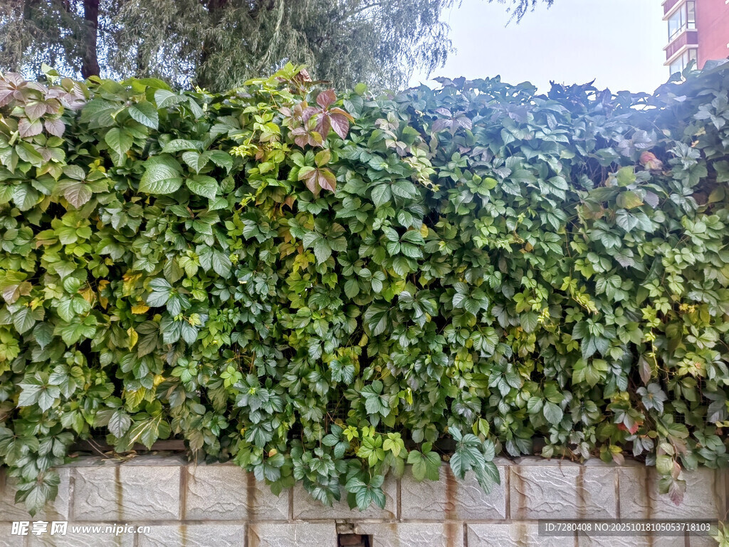爬满绿植的石墙景观
