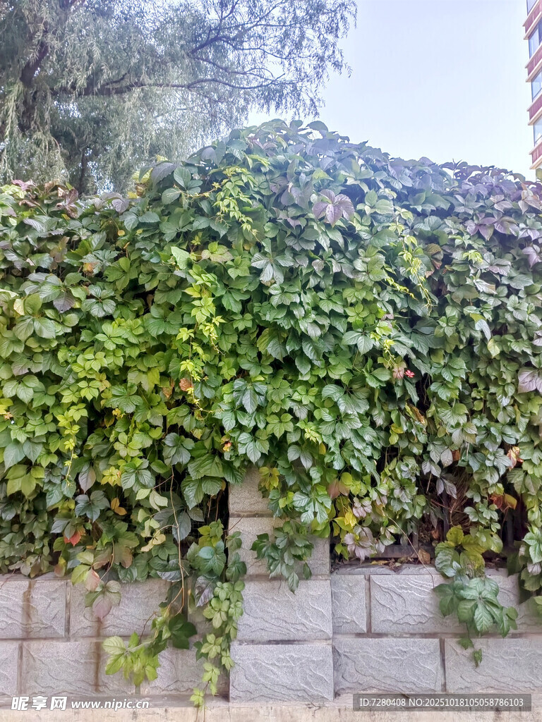 爬满绿植的石墙