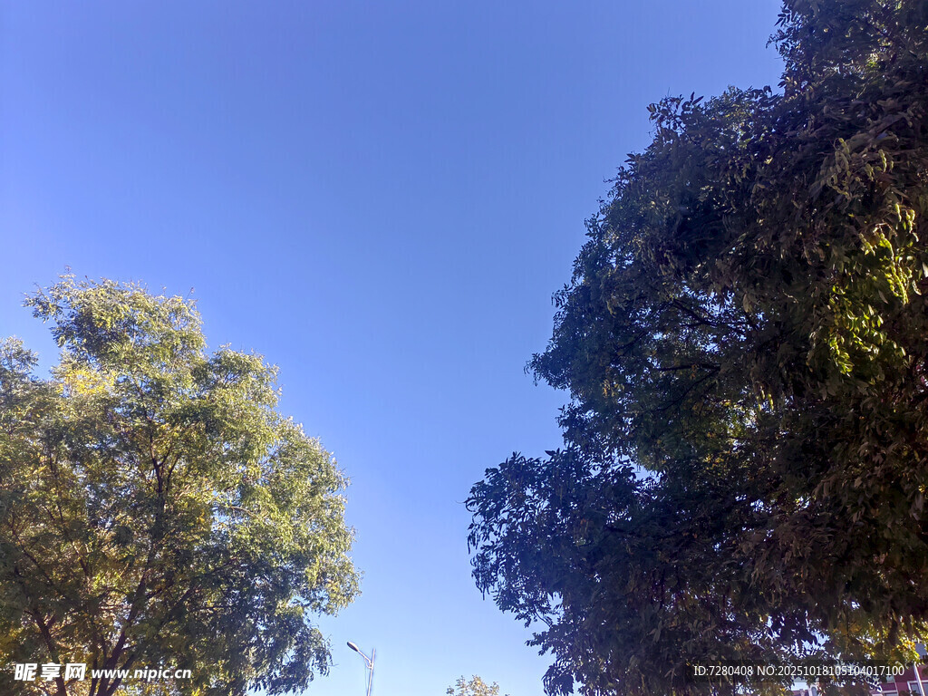 蓝天绿树风景图