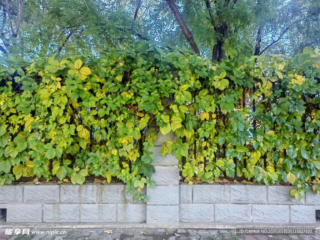 绿叶爬满砖墙的自然景致