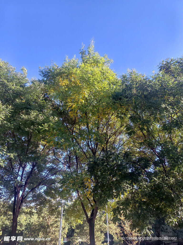 蓝天映衬下的葱郁树木
