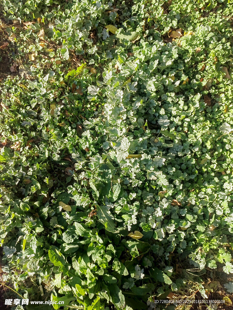 绿叶繁茂的植物景观