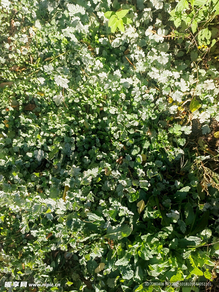 繁茂绿植自然生机景象