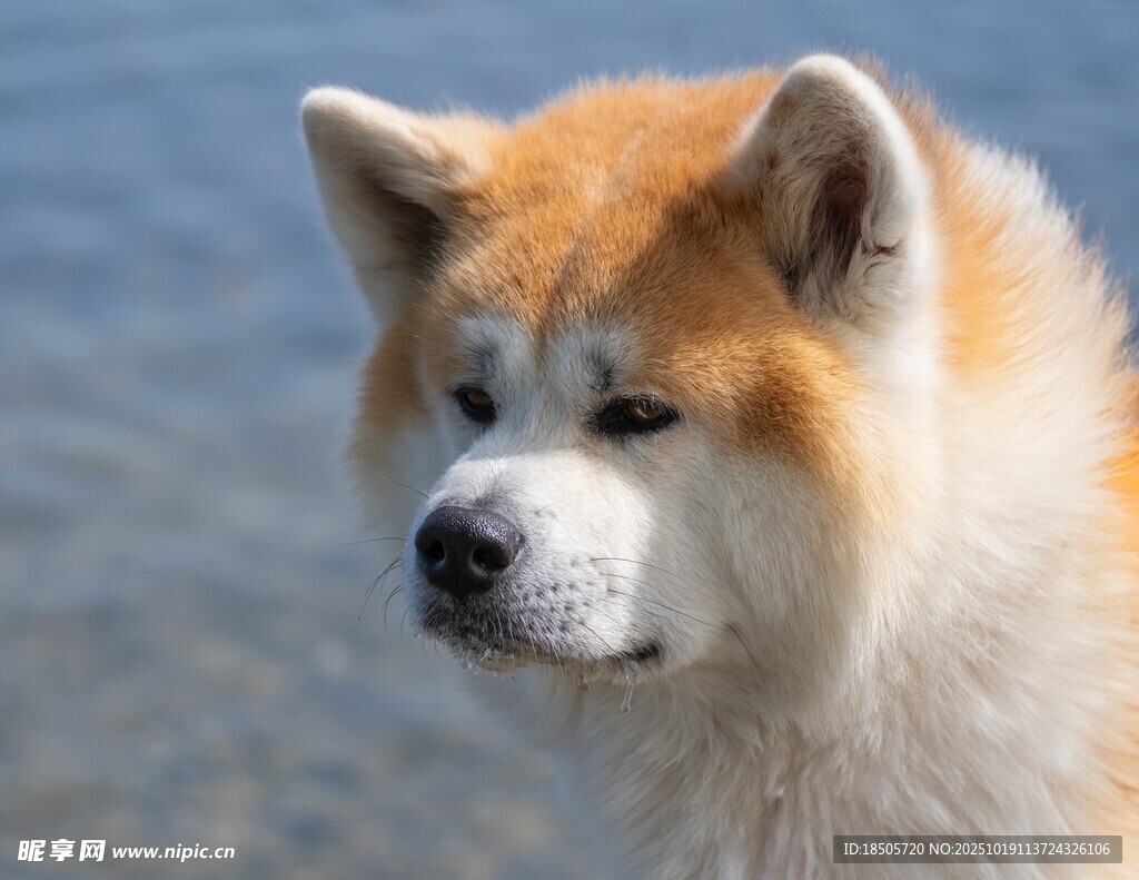 海边的秋田犬