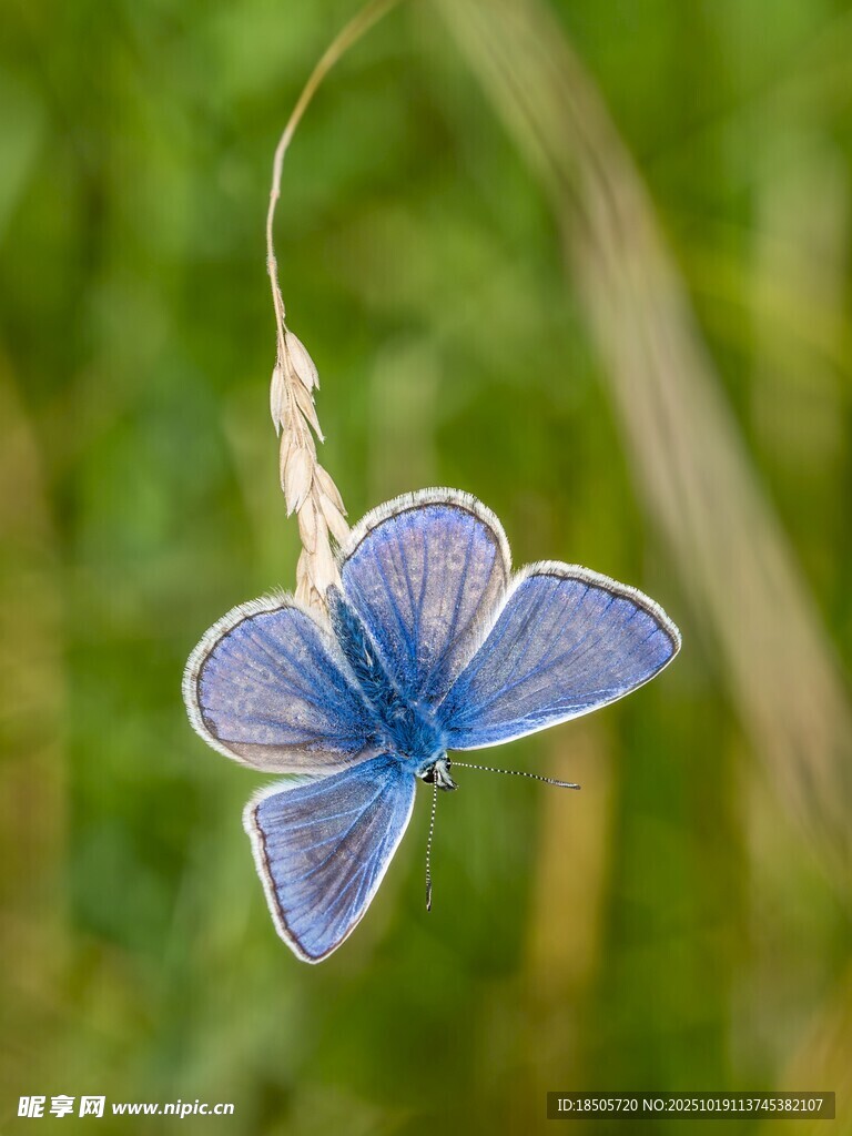 蓝蝴蝶停于草茎上