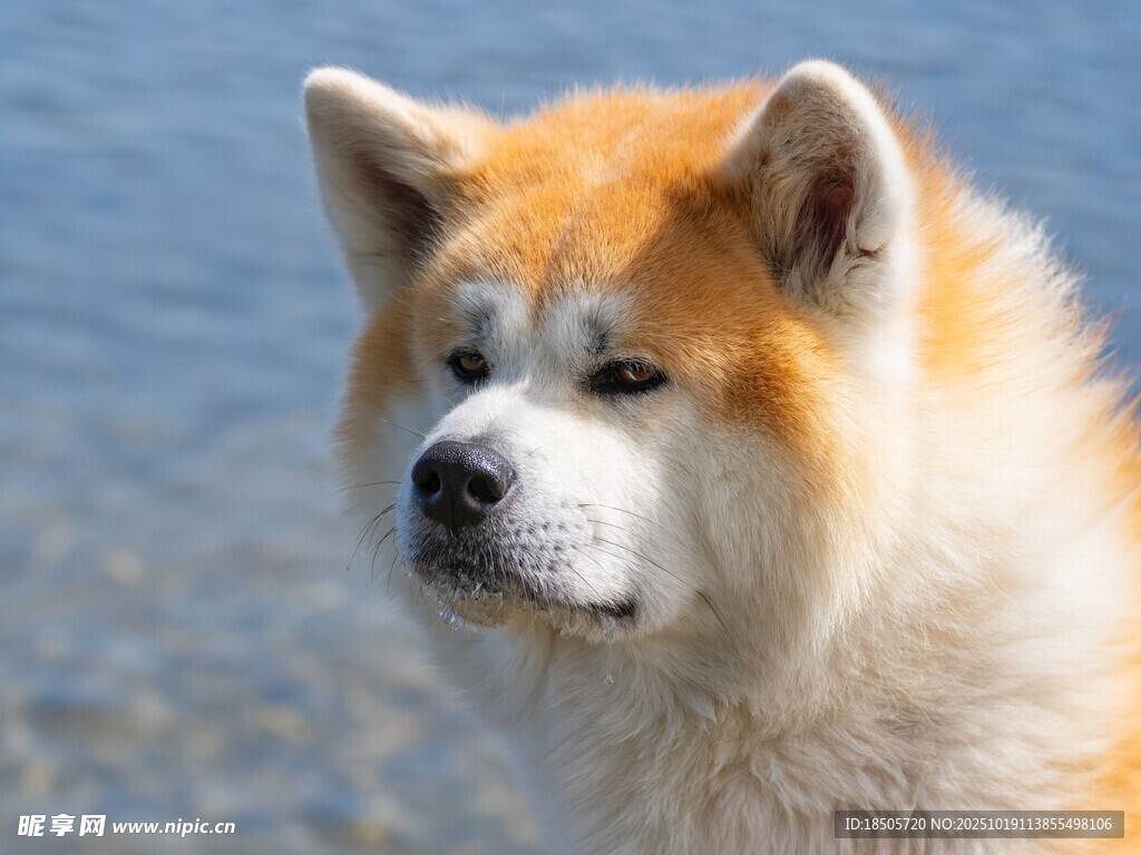 湖畔秋田犬