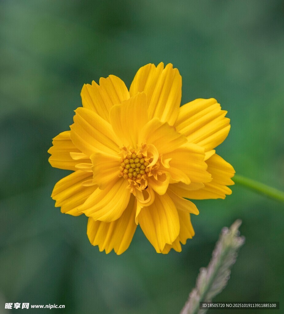 黄色单朵小花特写