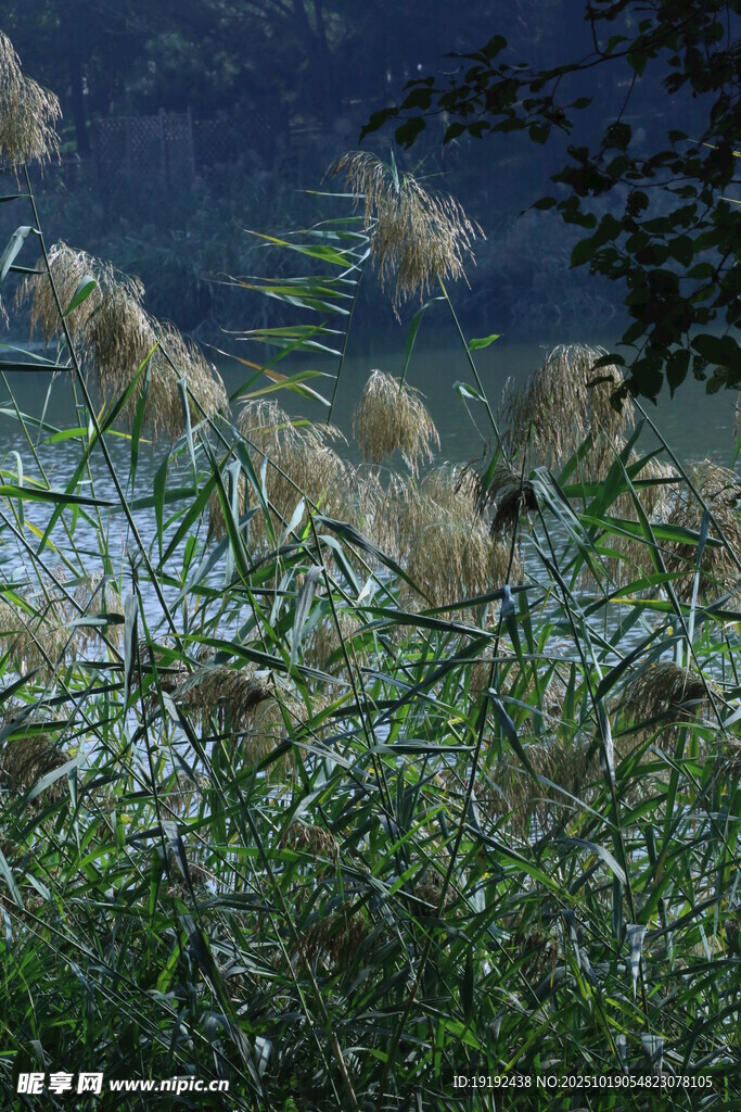 芦苇芦花  