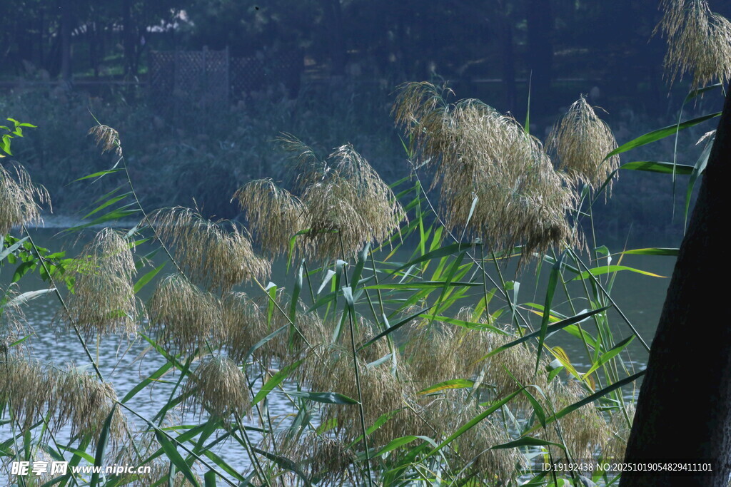 芦苇芦花  