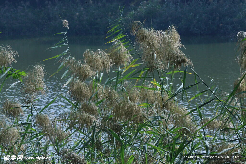 芦苇芦花 