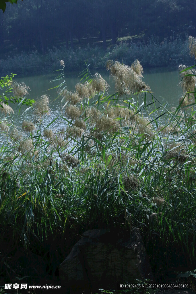 芦苇芦花 