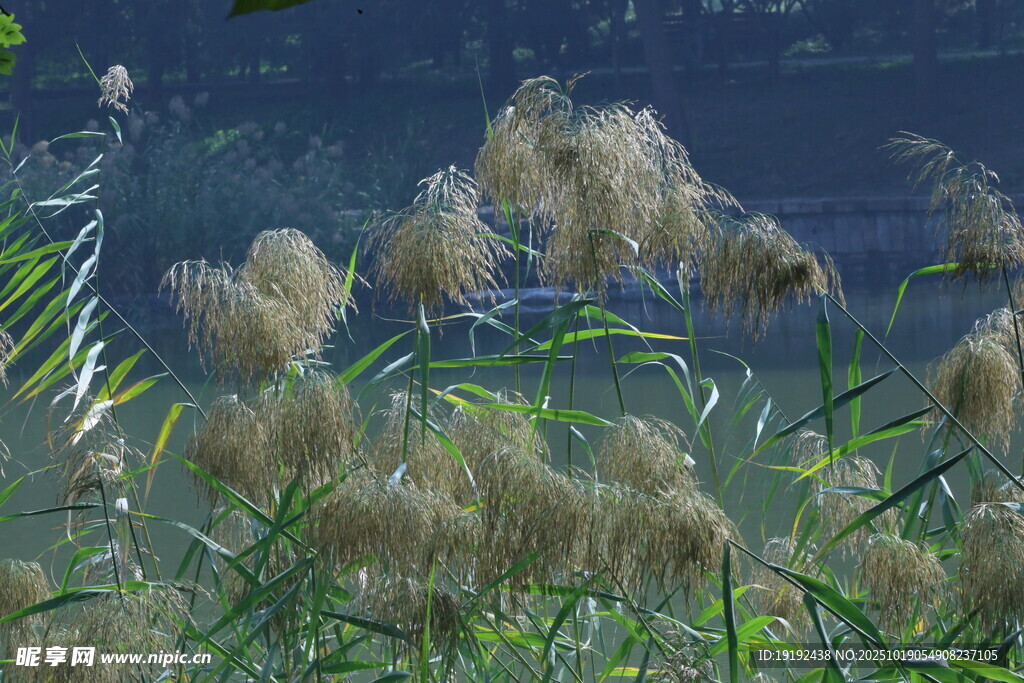 芦苇芦花  