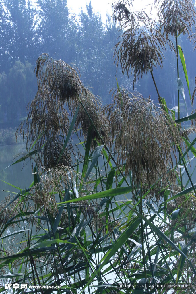 芦苇芦花  
