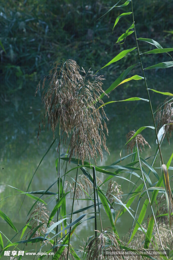 芦苇芦花 