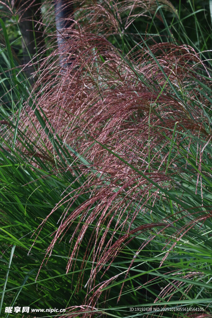 芒草 