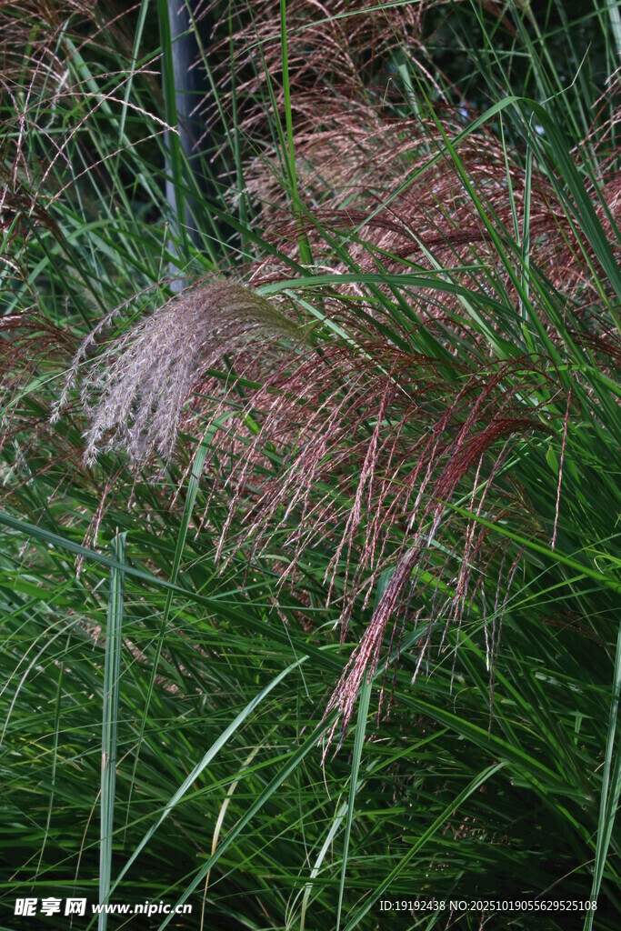 芒草 