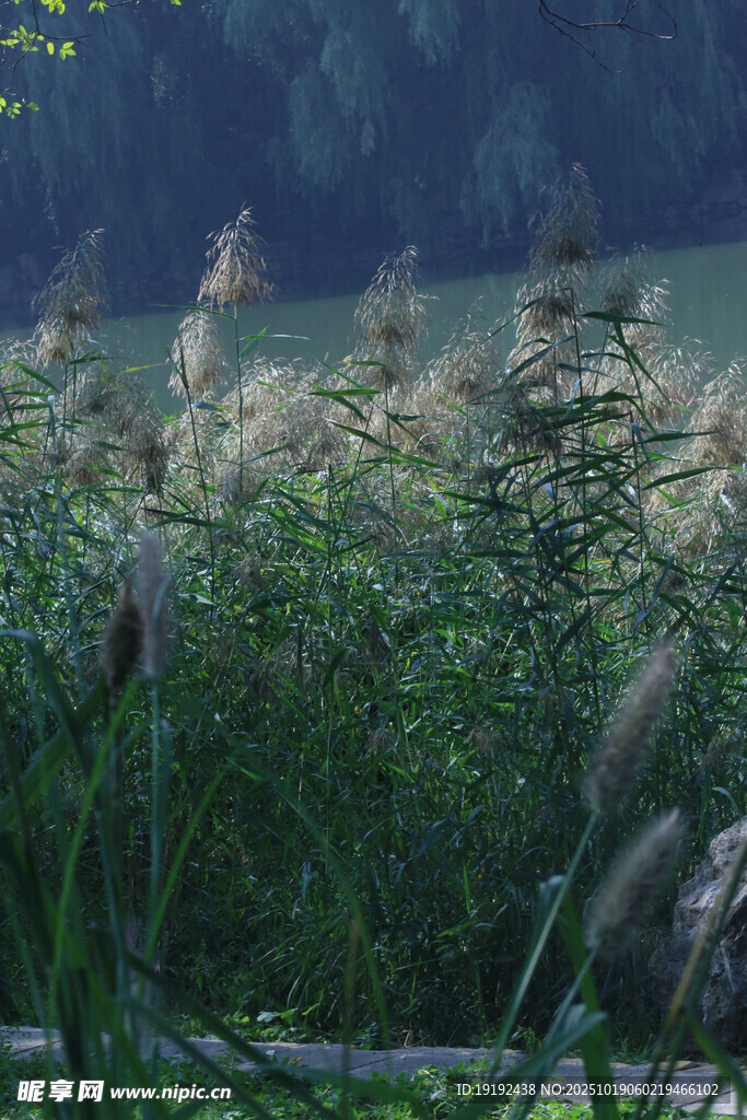 芦苇芦花 