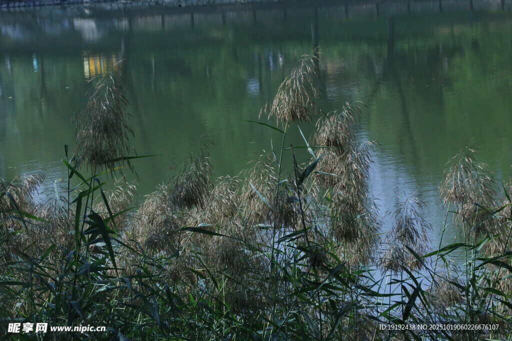 芦苇芦花 