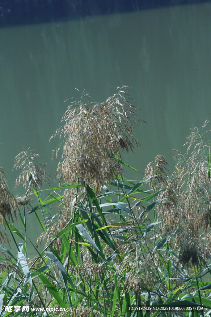 芦苇芦花  