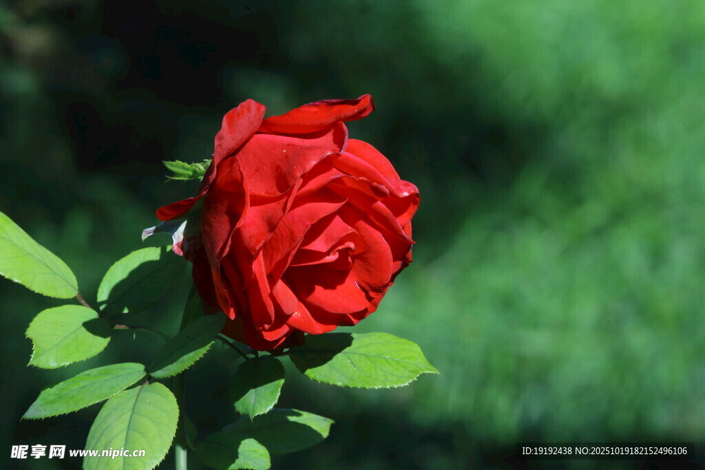 月季花  